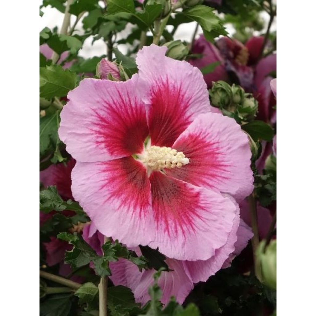 Hibiscus syriacus Hibisa Cocktail - Althéa