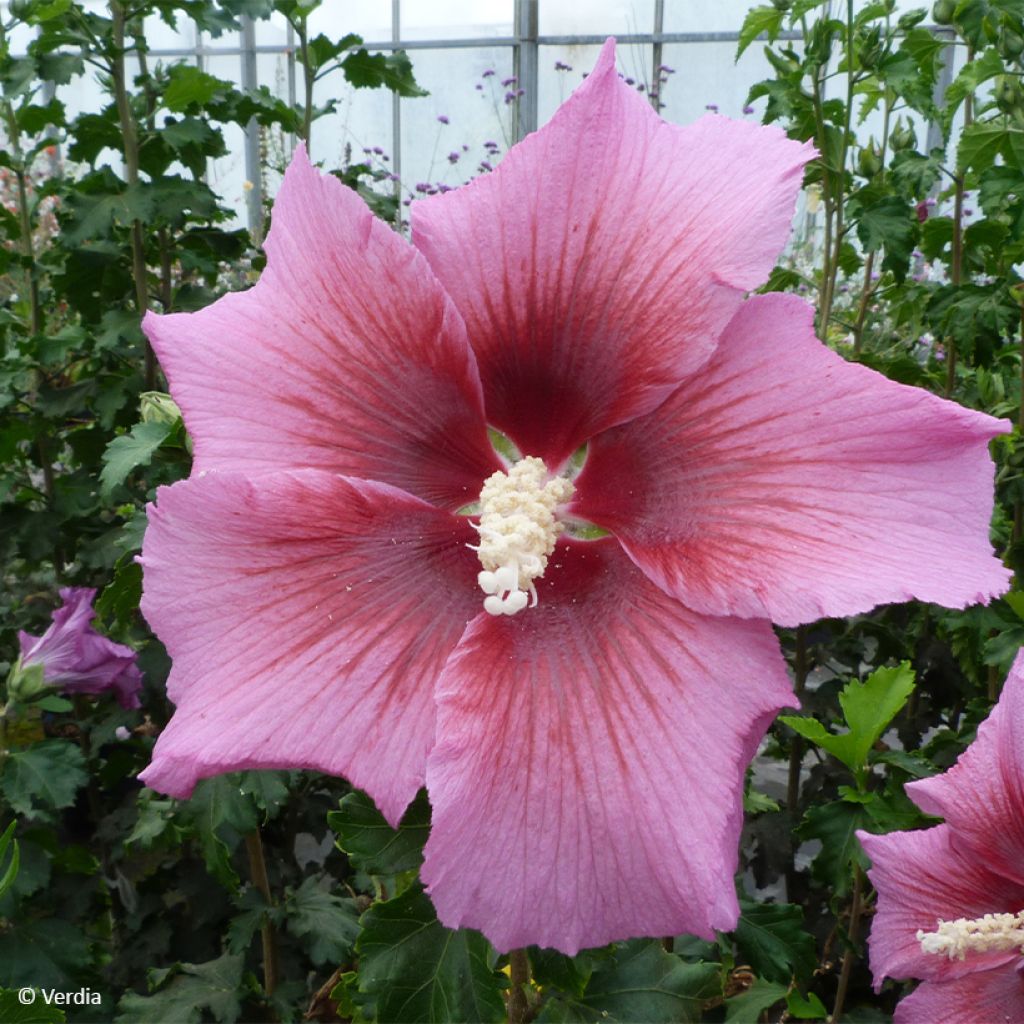 Hibiscus syriacus Hibisa Rosada - Althéa