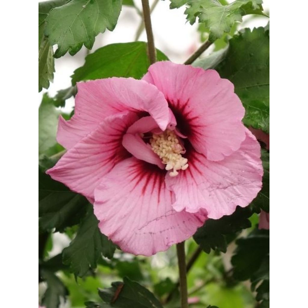 Hibiscus syriacus Hibisa Rosada - Althéa