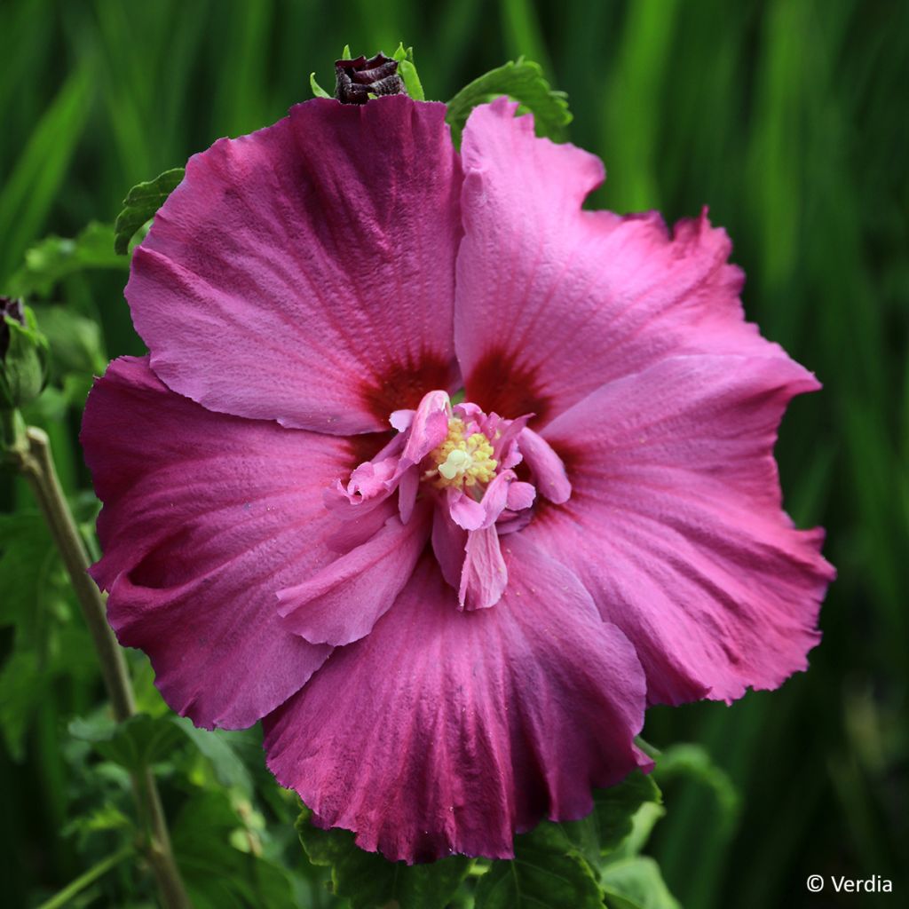 Hibiscus syriacus Hibisa Sangria - Althéa