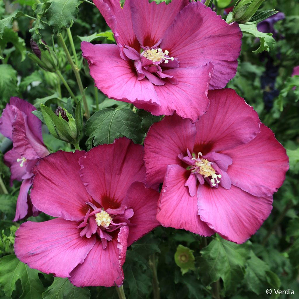 Hibiscus syriacus Hibisa Sangria - Althéa