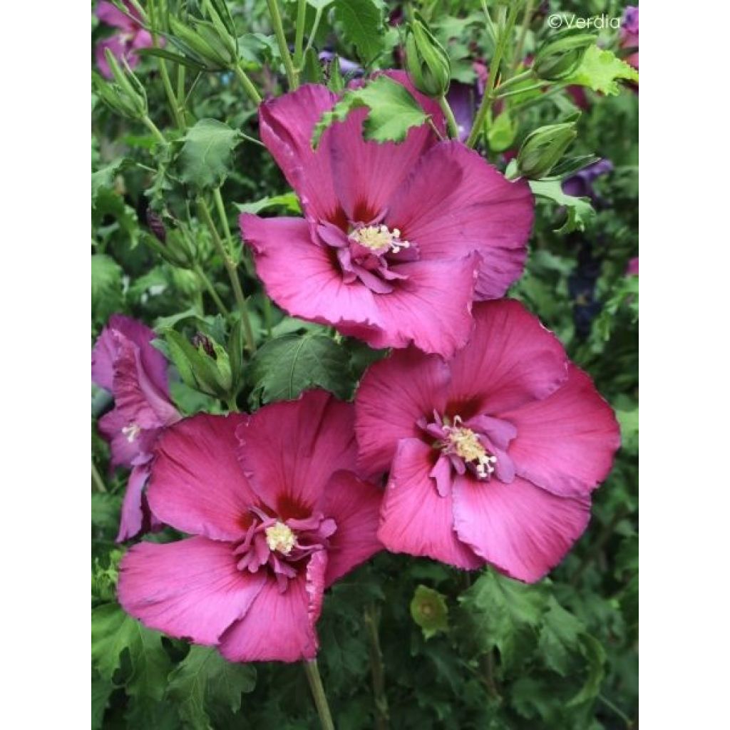Hibiscus syriacus Hibisa Sangria - Althéa