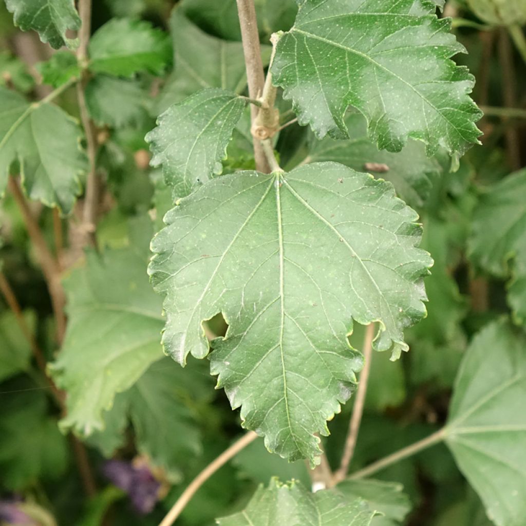 Hibiscus syriacus Hibisa Sangria - Althéa