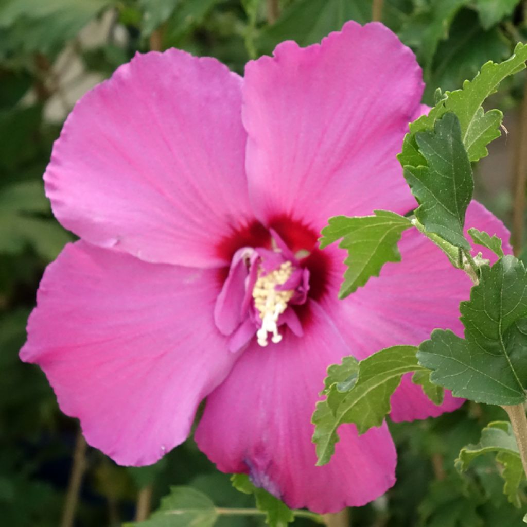 Hibiscus syriacus Hibisa Sangria - Althéa