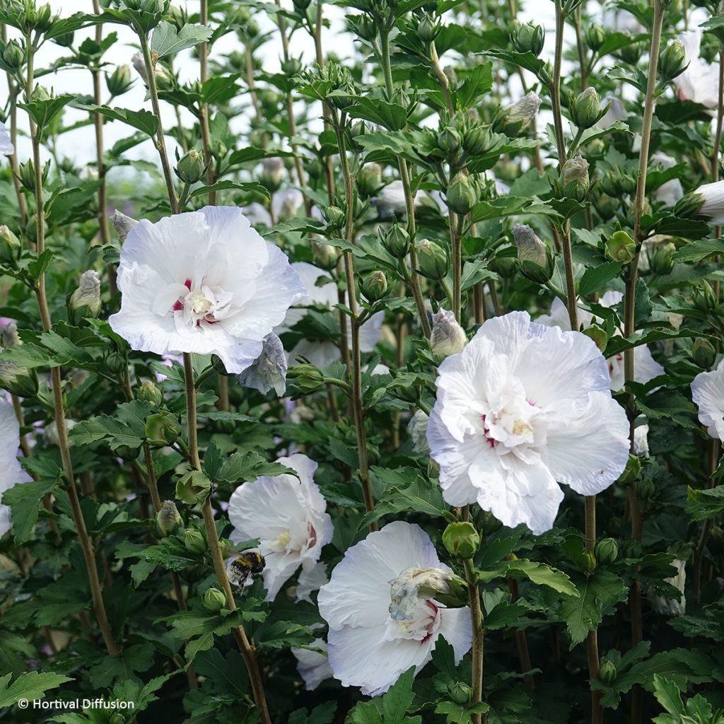 Hibiscus syriacus Igloo - Althéa double