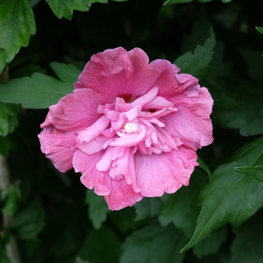 Hibiscus syriacus Magenta Chiffon - Althea double rose pourpre vif