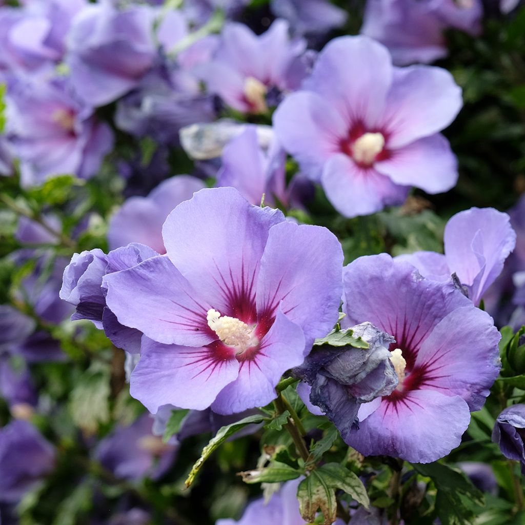 Hibiscus syriacus Oiseau Bleu (Marina) - Althéa bleu