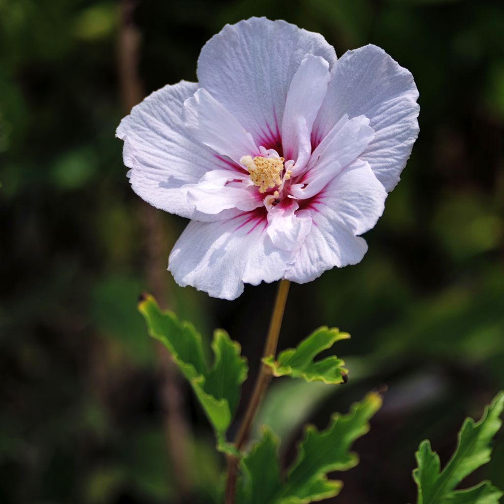 Hibiscus syriacus Pink Chiffon - Althéa semi-double rose pâle