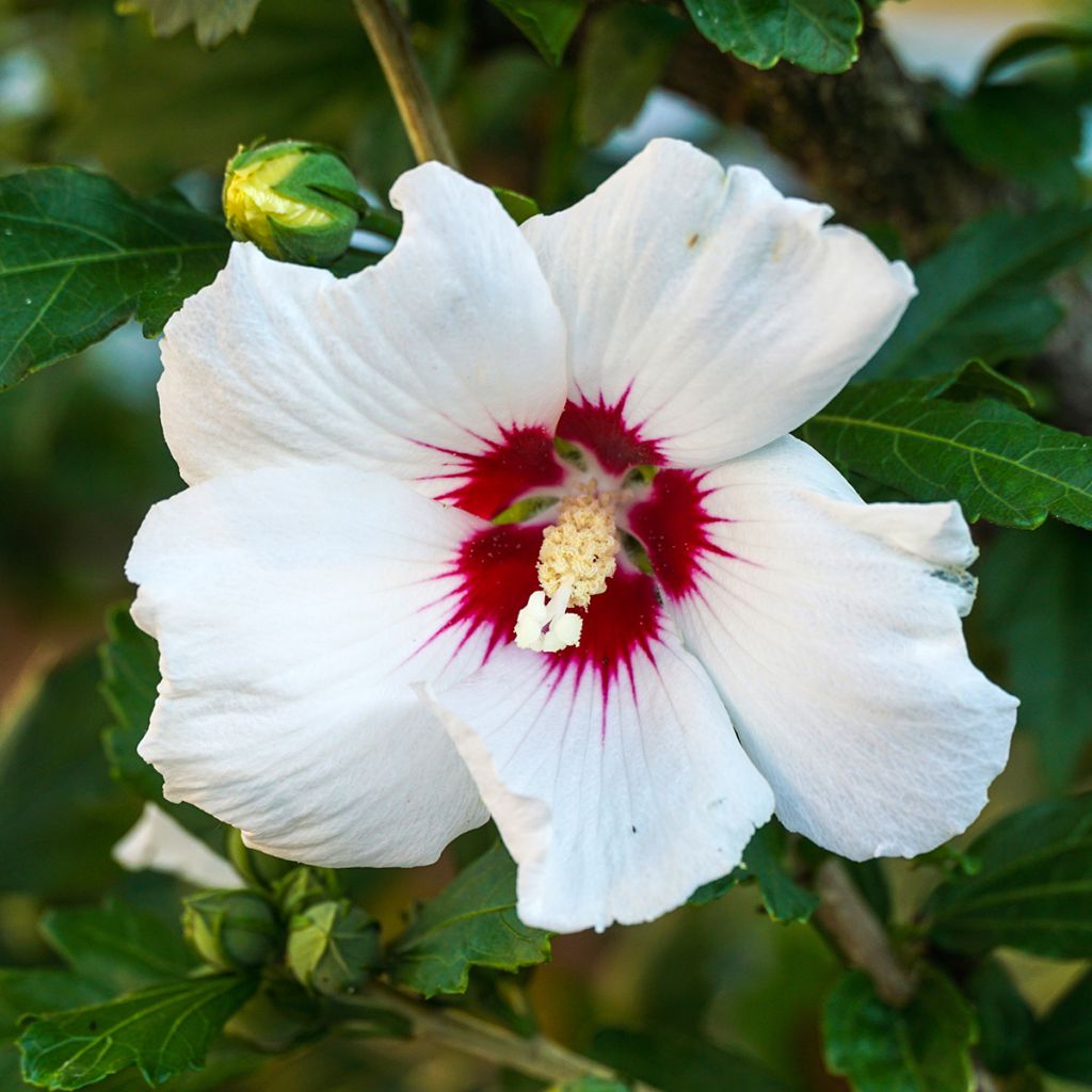Hibiscus syriacus Red Heart - Mauve en arbre
