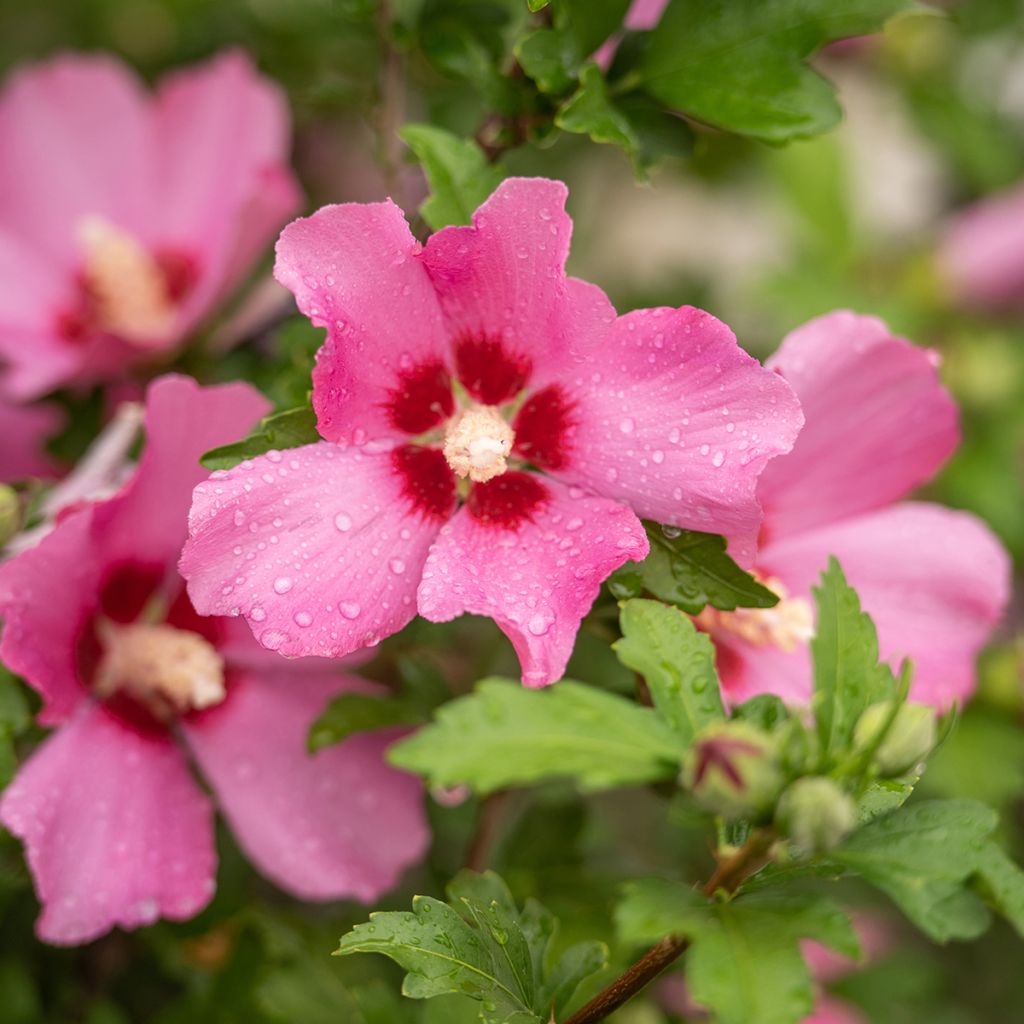 Hibiscus syriacus Woodbridge 