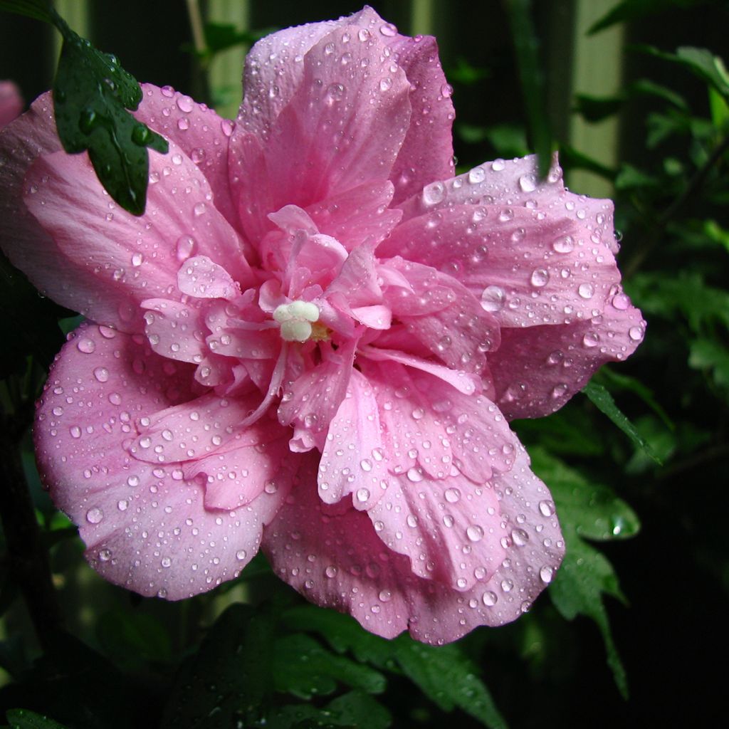 Hibiscus syriacus Ardens - Althéa double