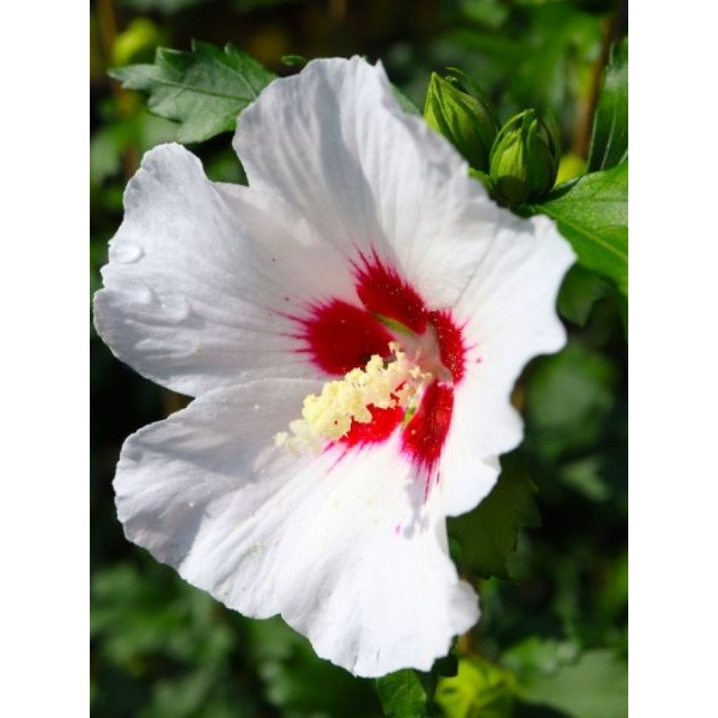 Hibiscus syriacus Hibisa Blanco - Althéa