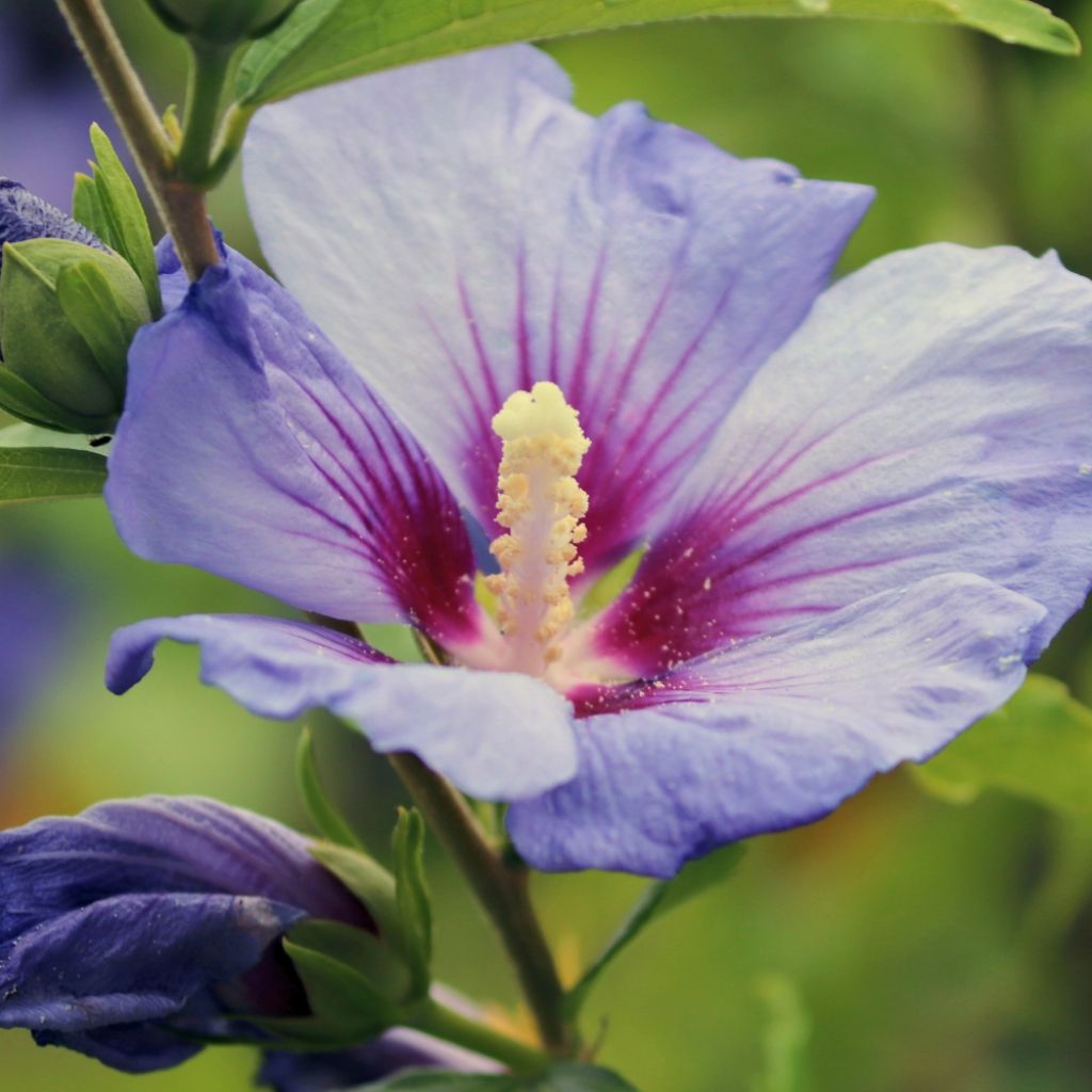 Hibiscus syriacus Oiseau Bleu (Marina) - Althéa bleu