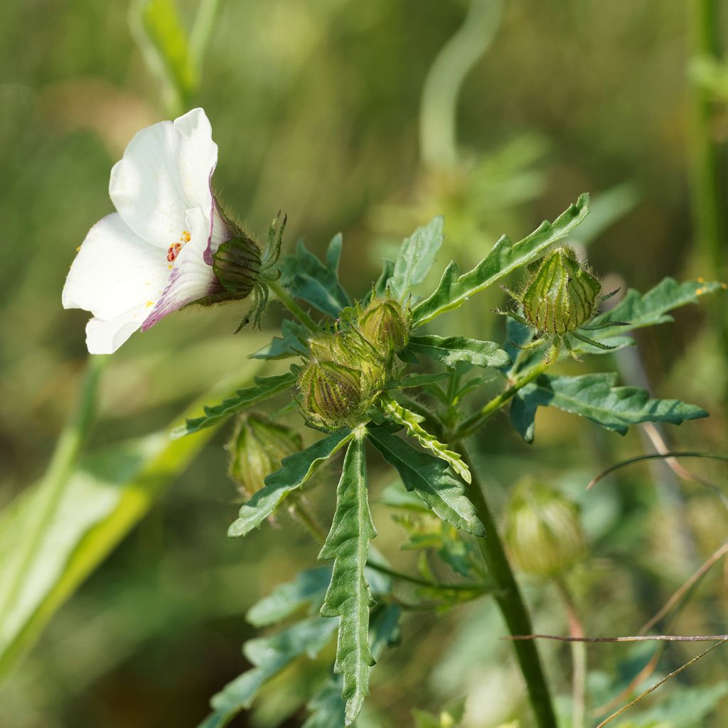 Hibiscus trionum - Ketmie d'Afrique, Fleur d'une heure