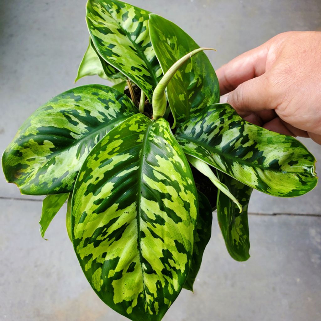 Homalomena Camouflage
