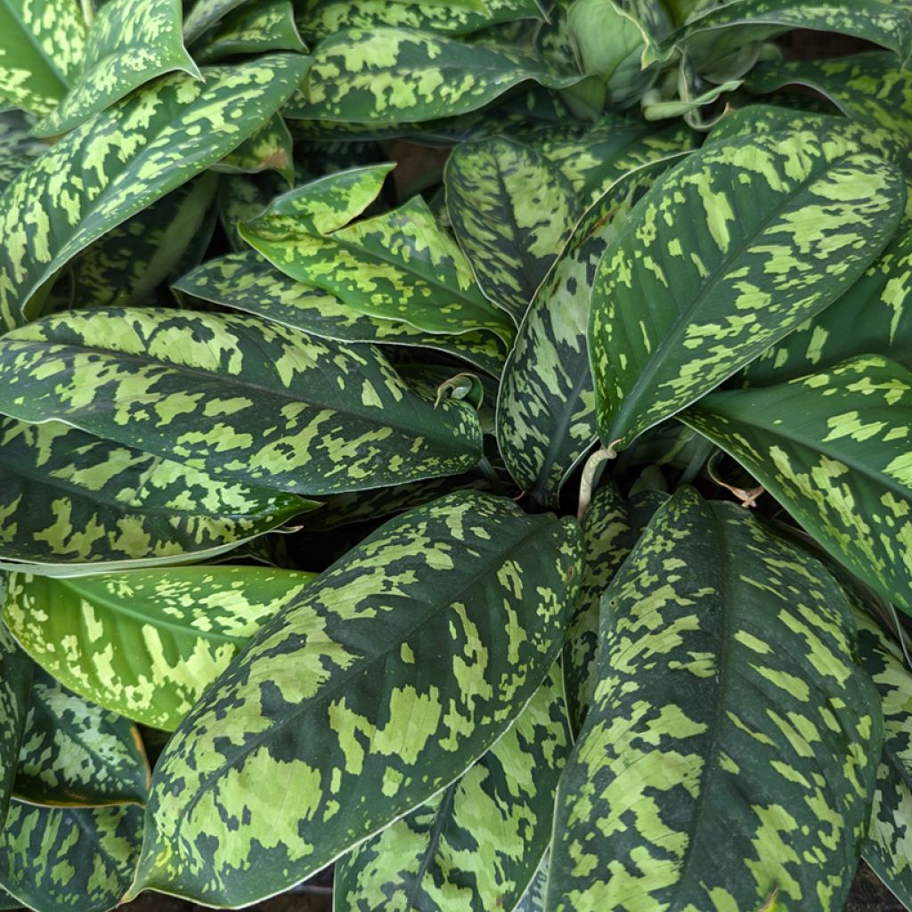 Homalomena Camouflage