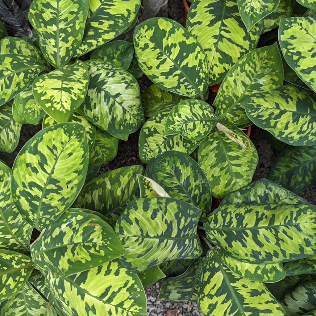Homalomena Camouflage