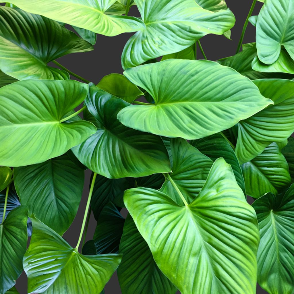 Homalomena Emerald Gem