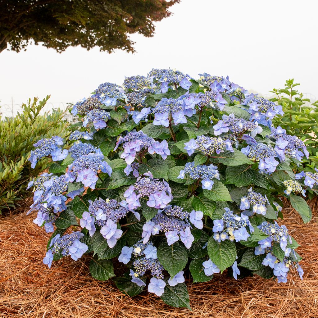 Hortensia - Hydrangea Endless Summer Pop Star (rose)