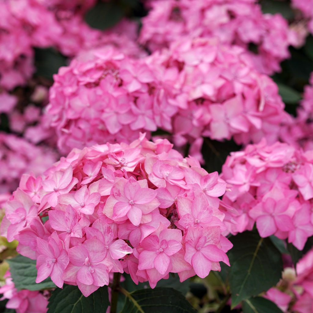 Hydrangea Frozen Smoothie - Hortensia serrata