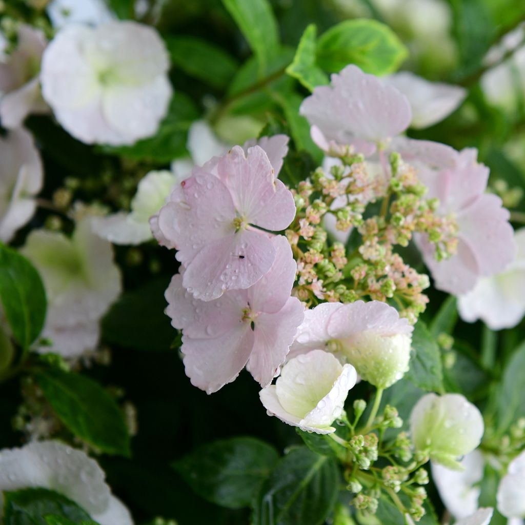 Hortensia - Hydrangea Runaway Bride