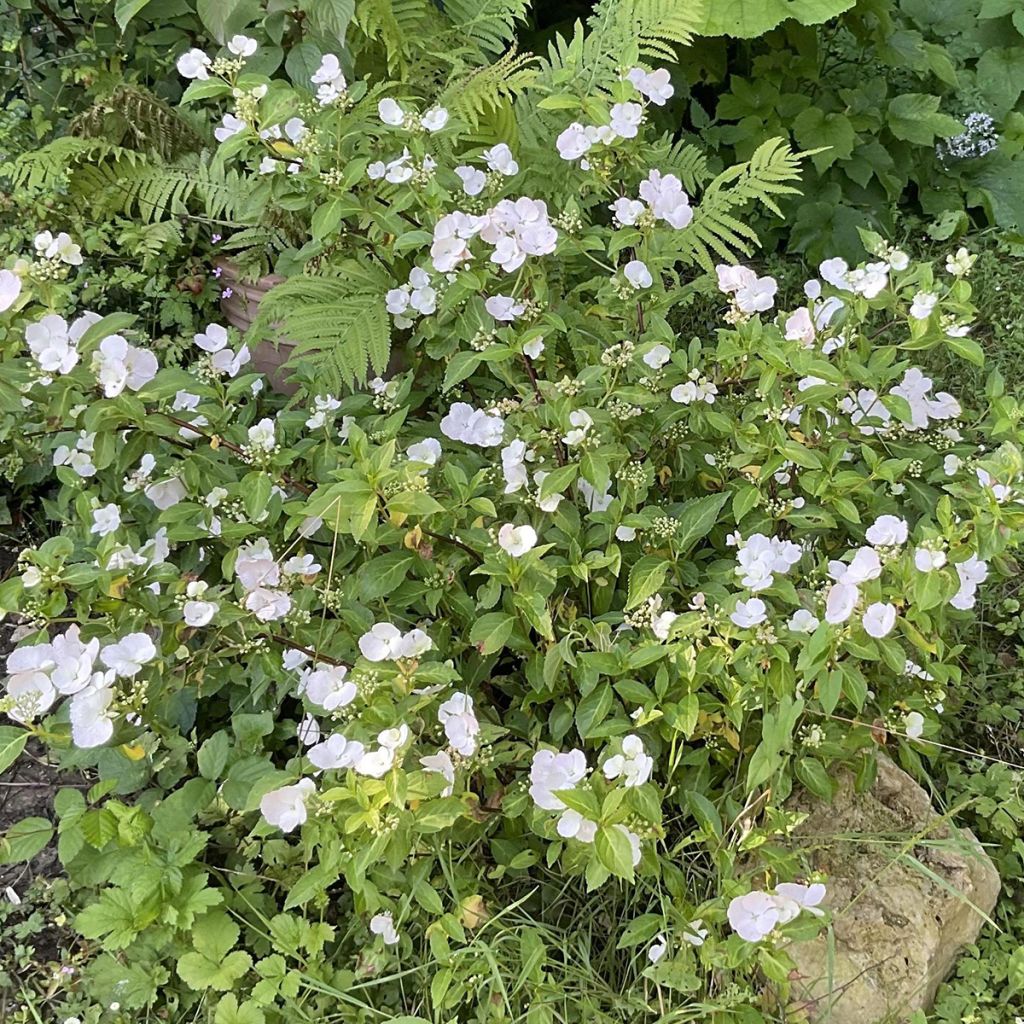 Hortensia - Hydrangea Runaway Bride