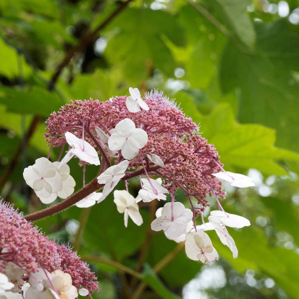 Hortensia - Hydrangea aspera Goldrush