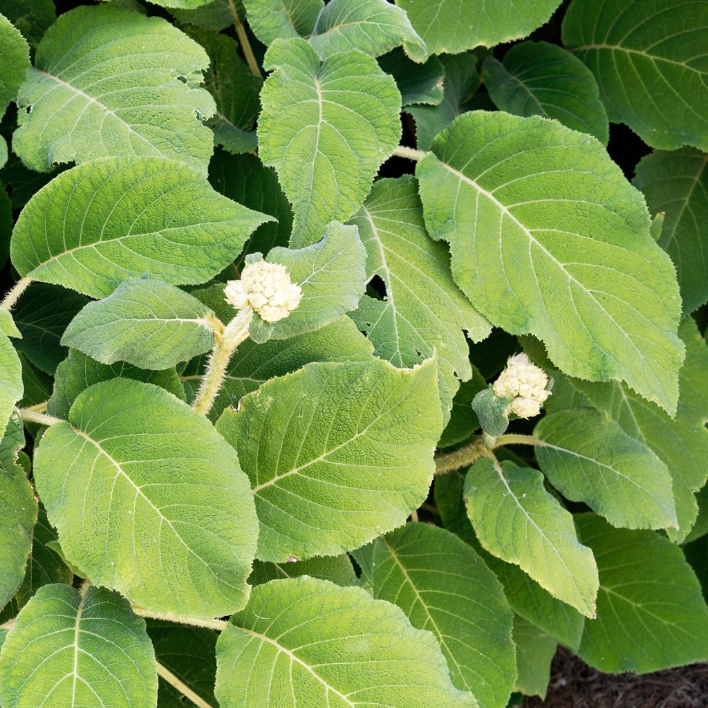 Hortensia - Hydrangea aspera Sargentiana