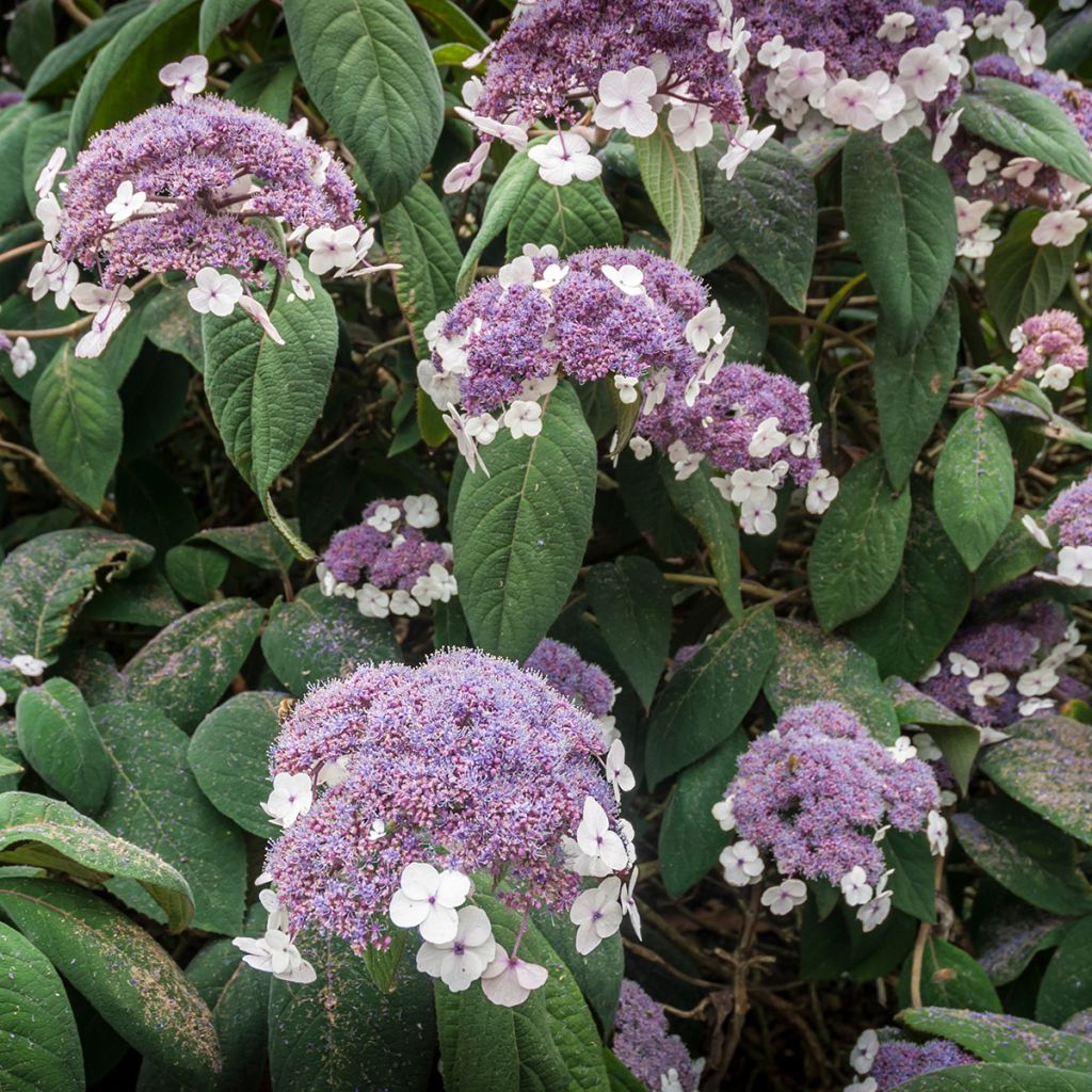 Hortensia - Hydrangea aspera Sargentiana