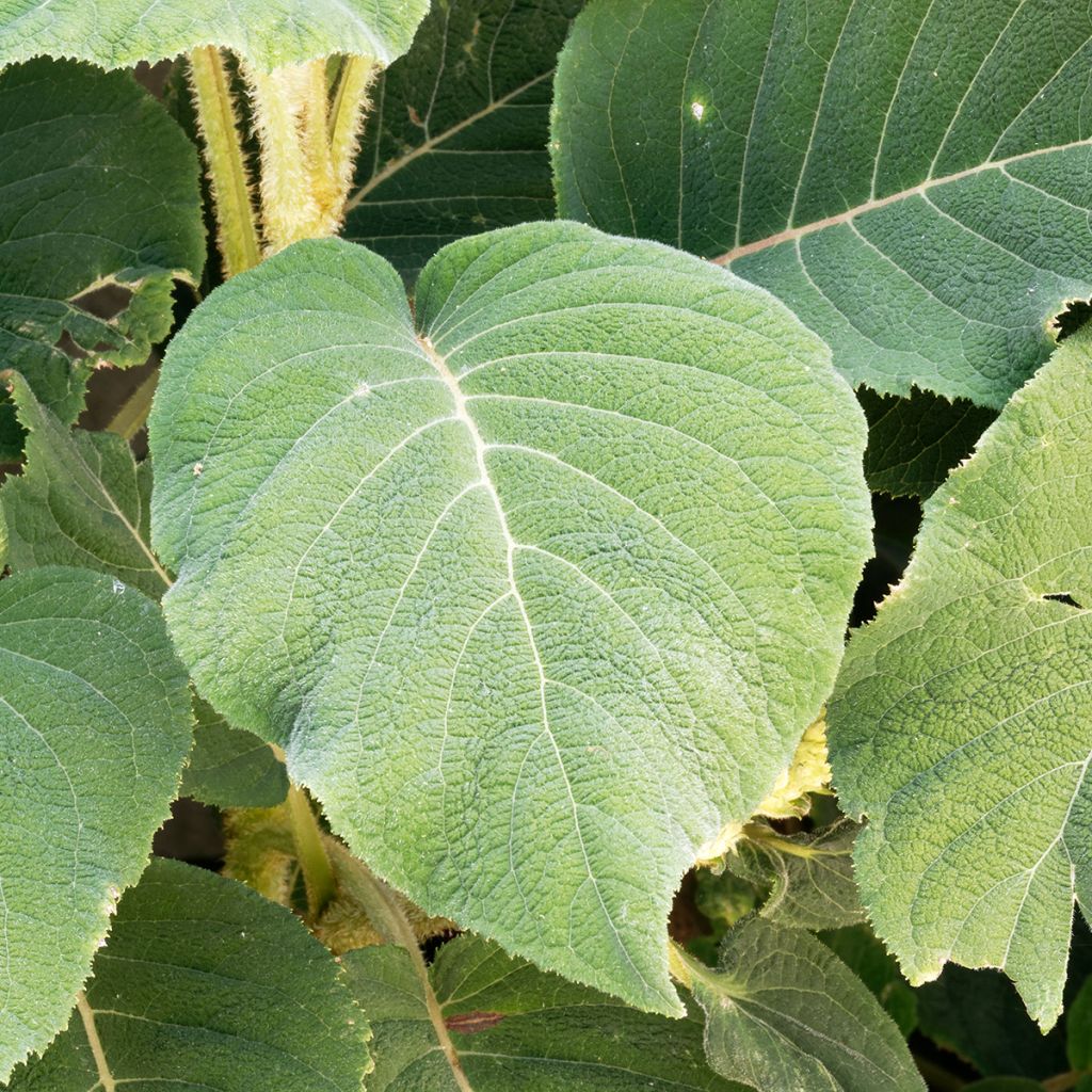 Hortensia - Hydrangea aspera Sargentiana