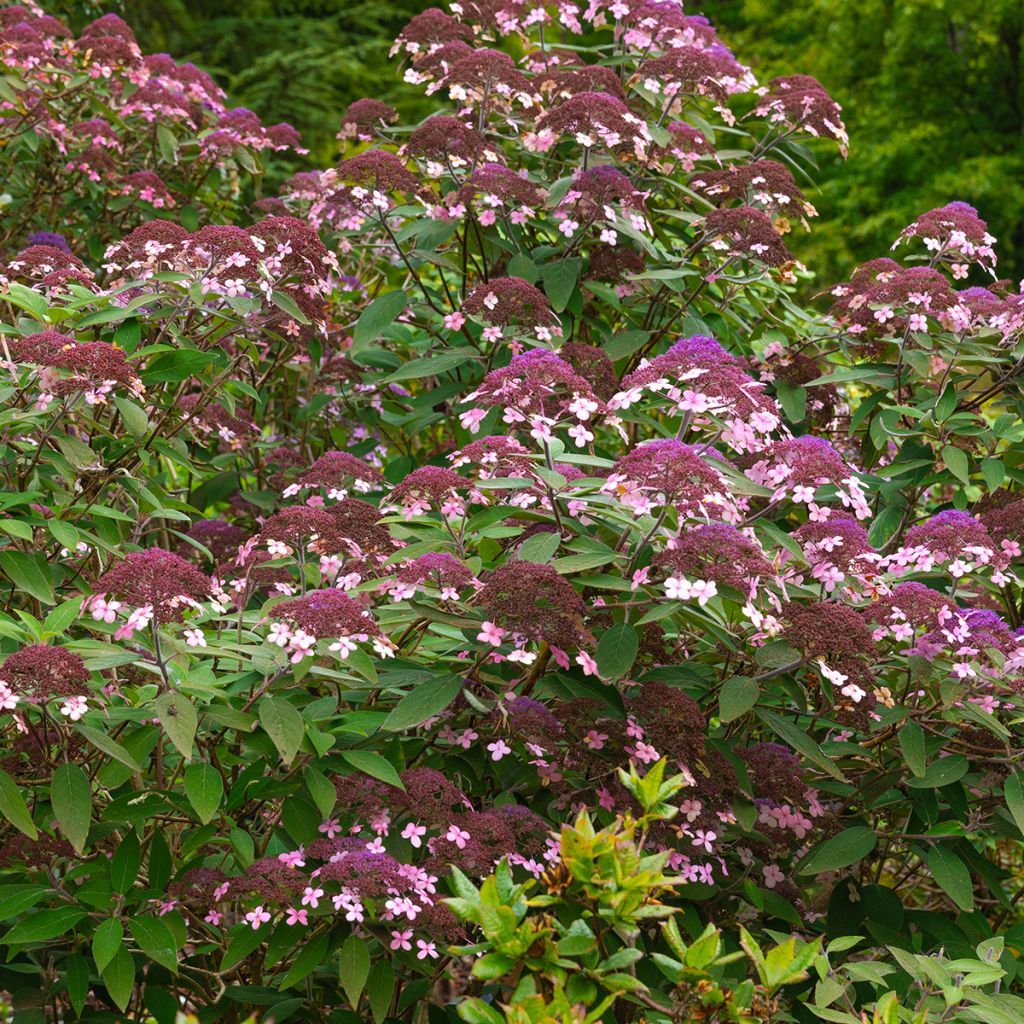 Hortensia - Hydrangea aspera villosa Velvet & Lace