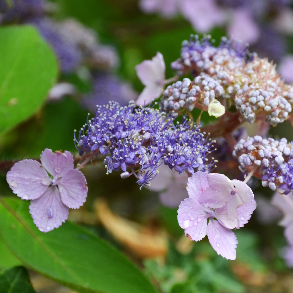 Hortensia - Hydrangea aspera villosa