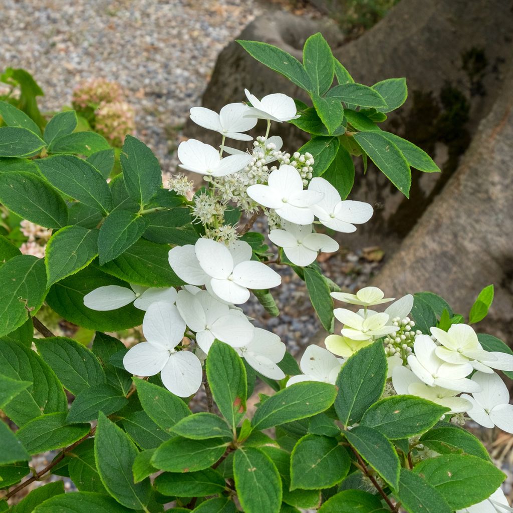 Hortensia - Hydrangea heteromalla