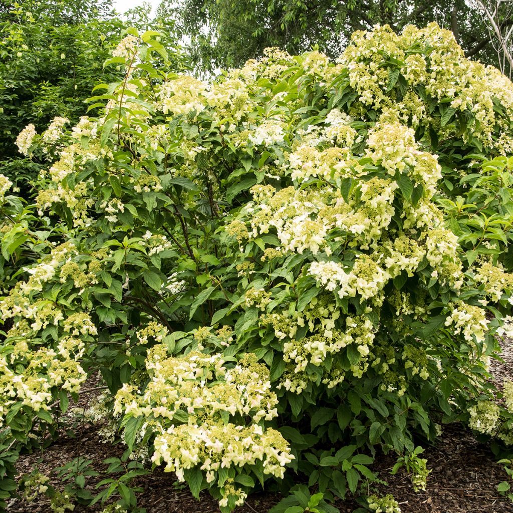 Hortensia - Hydrangea heteromalla