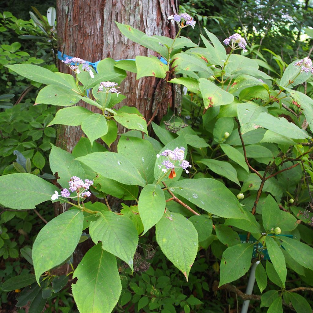 Hortensia - Hydrangea involucrata