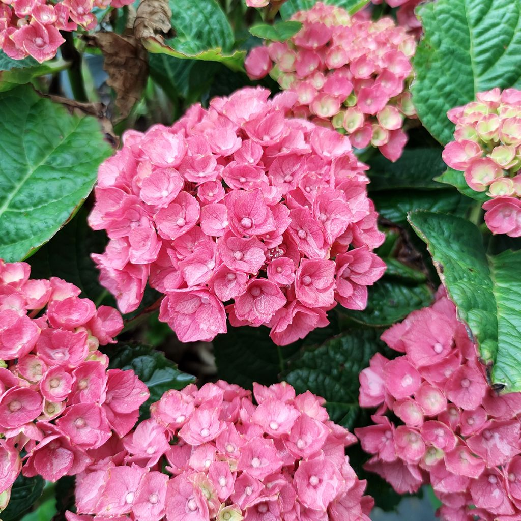 Hortensia - Hydrangea macrophylla Baron Rouge 