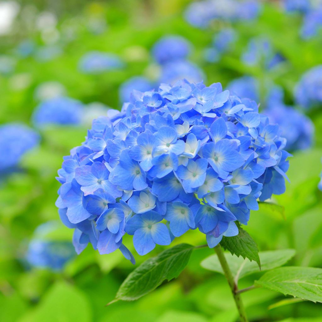 Hortensia - Hydrangea macrophylla Bela