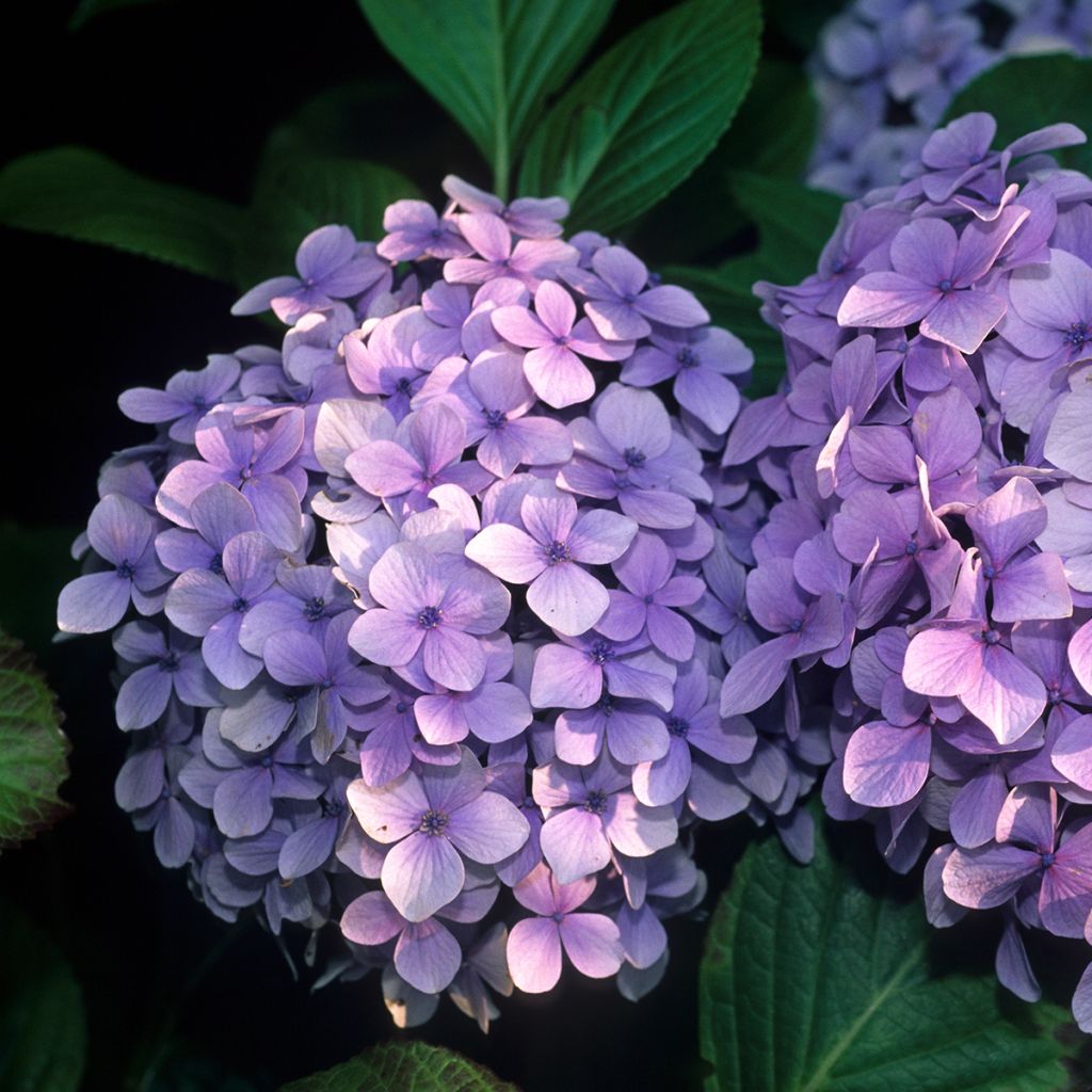 Hortensia - Hydrangea macrophylla Benelux (bleu)