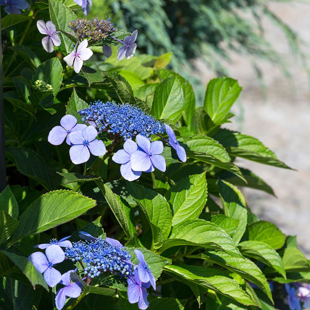 Hortensia - Hydrangea macrophylla Blaumeise