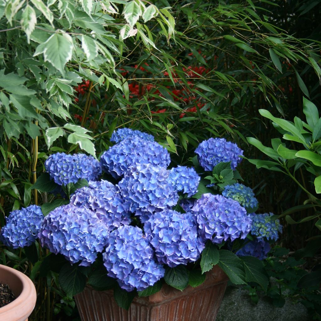 Hortensia - Hydrangea macrophylla Blaumeise