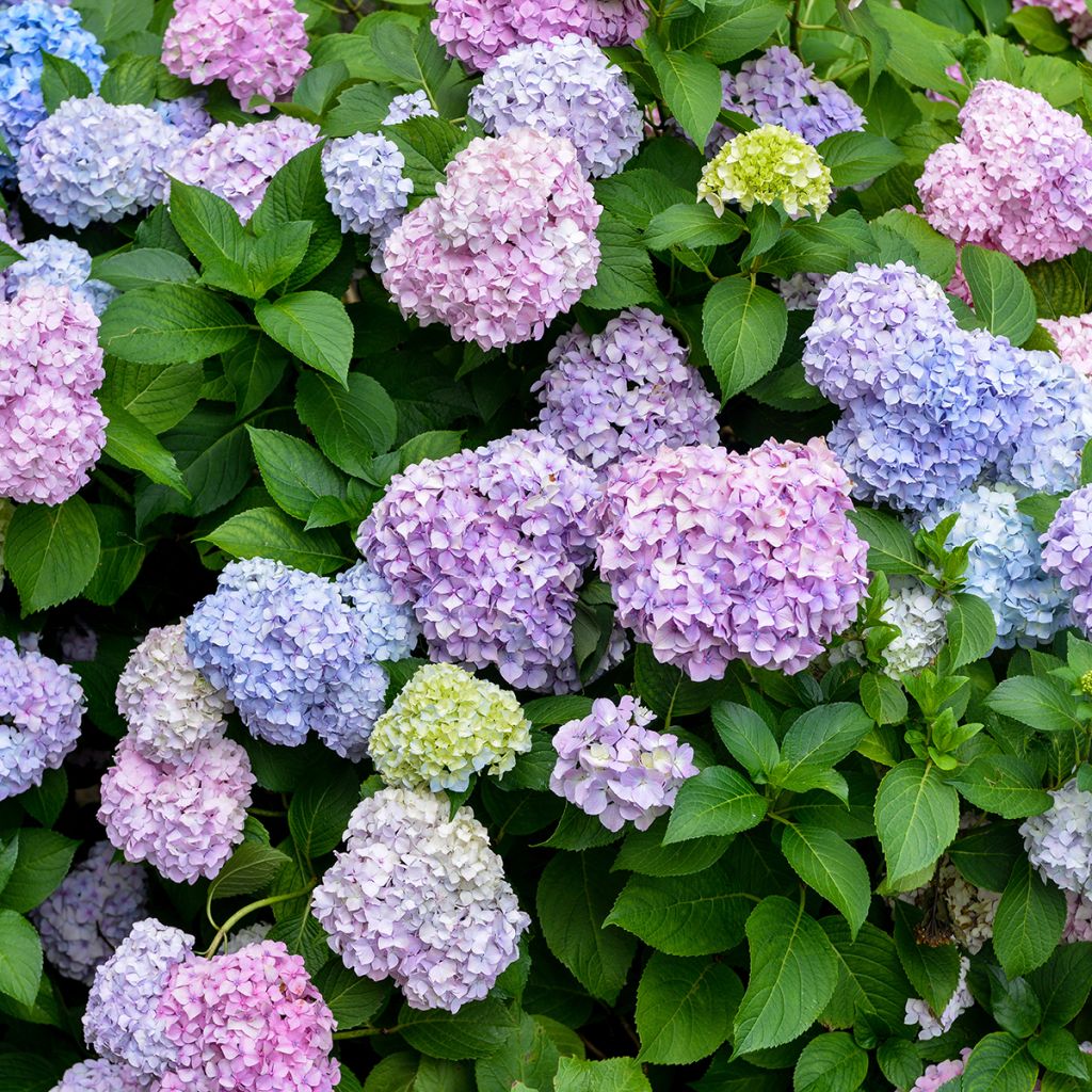 Hortensia - Hydrangea macrophylla Bodensee