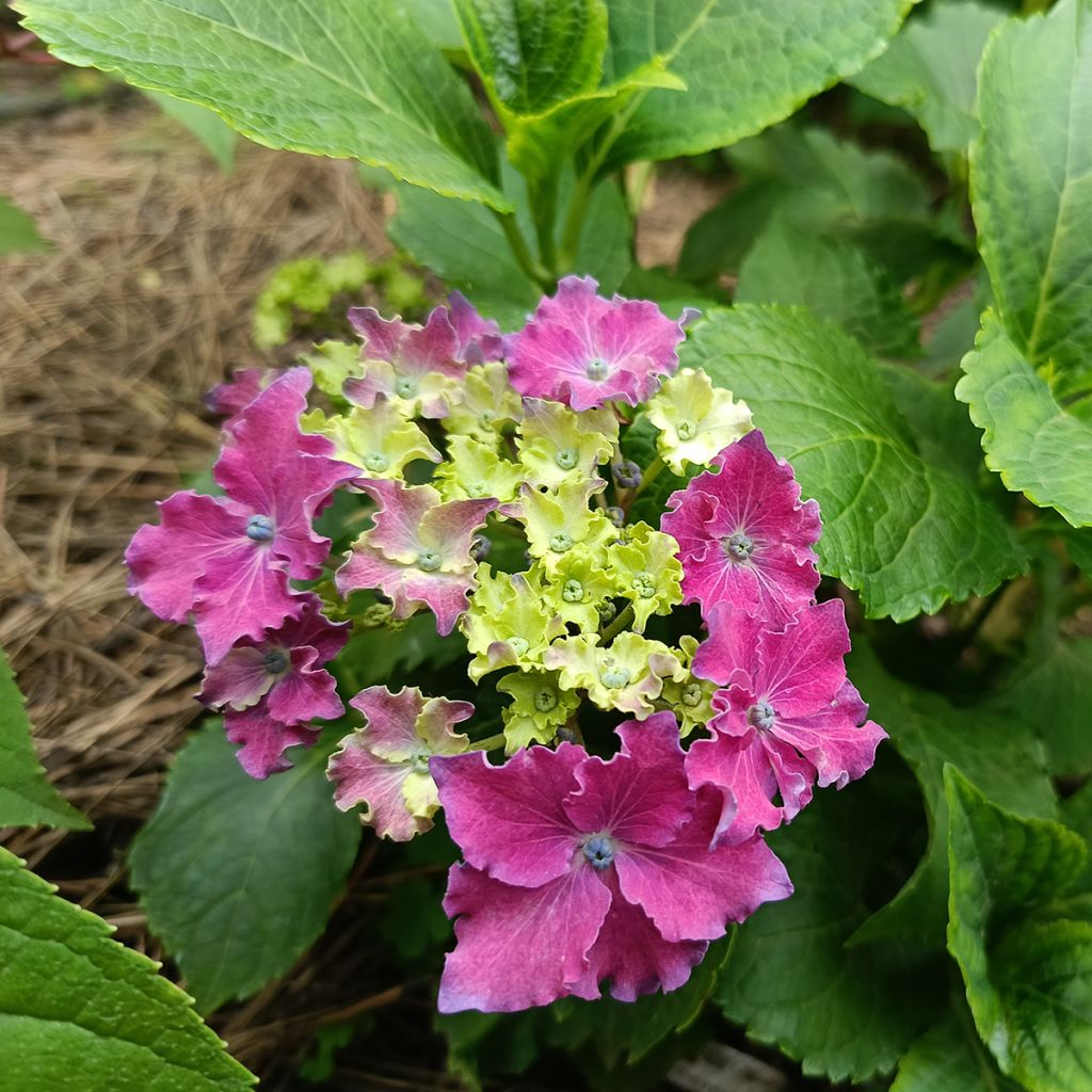 Hortensia - Hydrangea macrophylla Curly Sparkle Red
