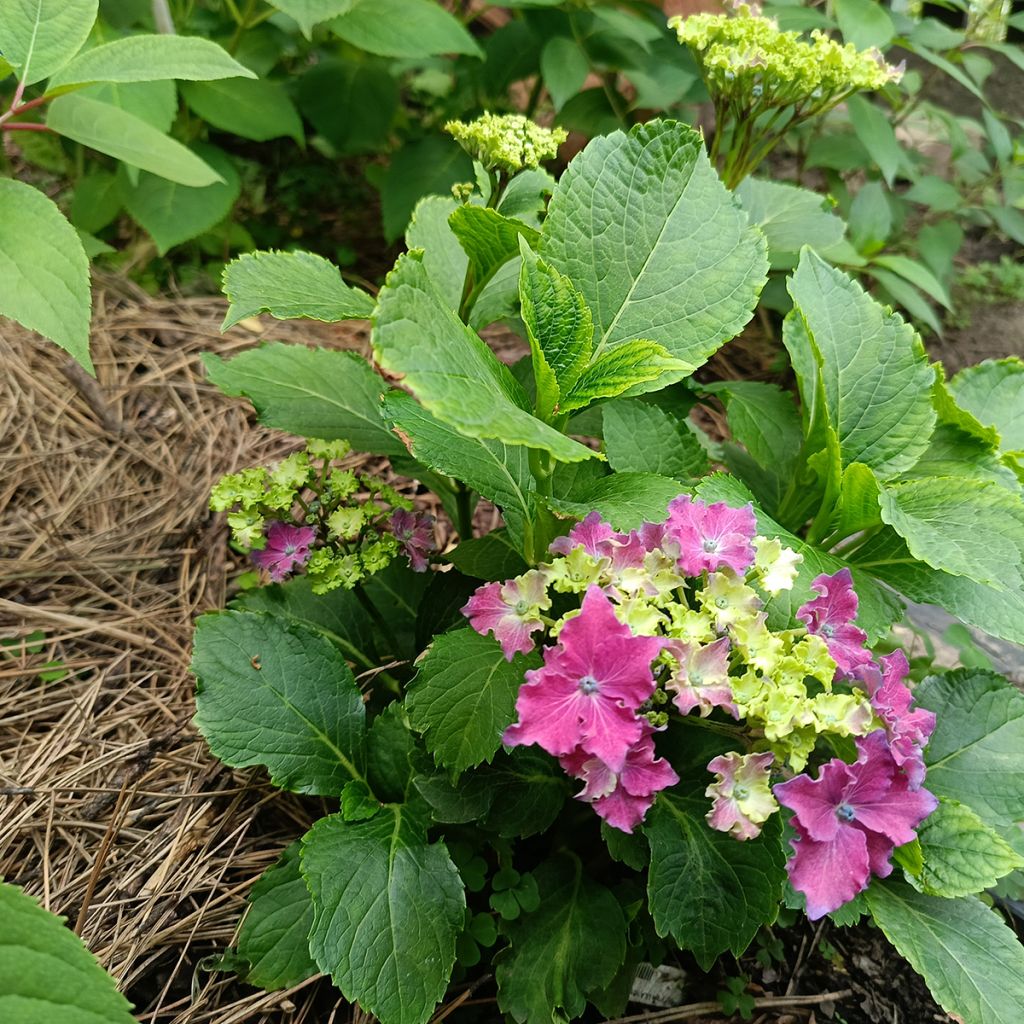 Hortensia - Hydrangea macrophylla Curly Sparkle Red