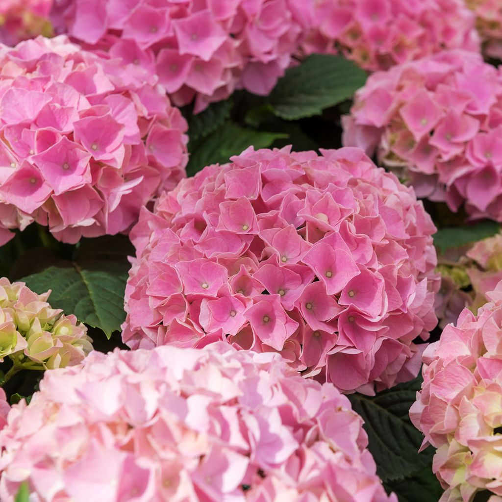 Hortensia - Hydrangea macrophylla Early Rose