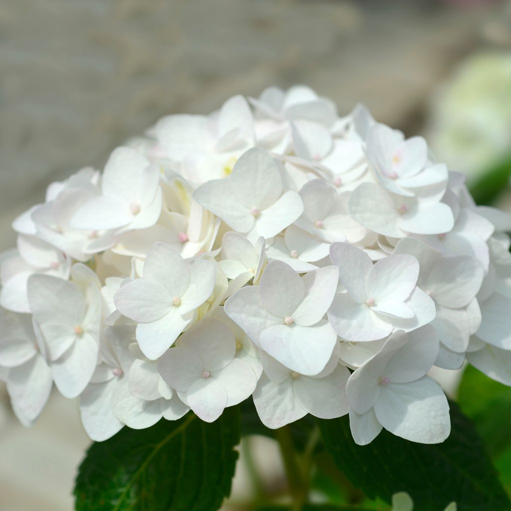 Hortensia - Hydrangea macrophylla Endless Summer The Bride