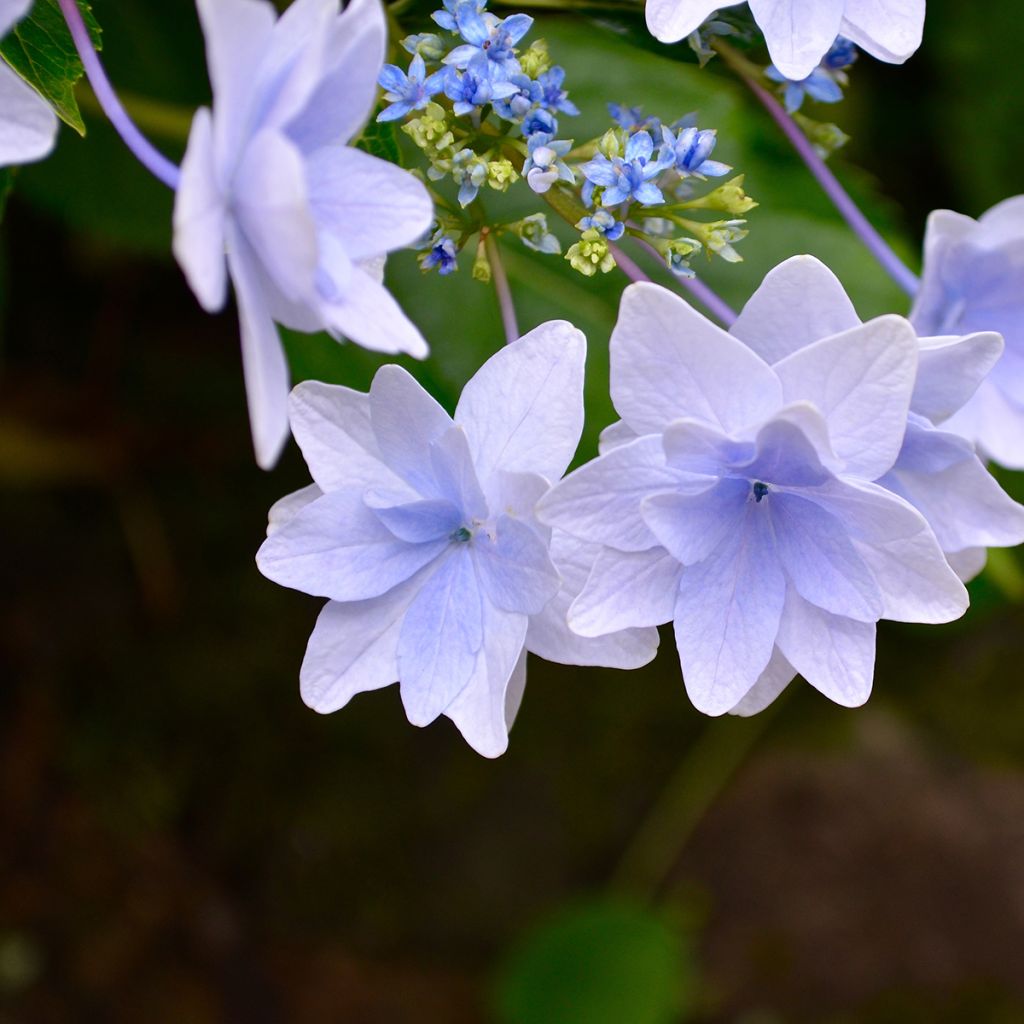 Hortensia - Hydrangea macrophylla Fireworks Blue