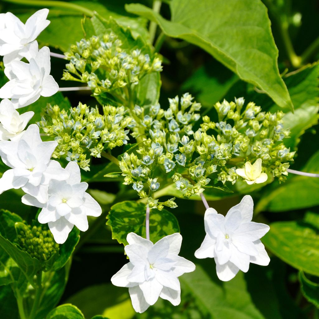 Hortensia - Hydrangea macrophylla Fireworks White