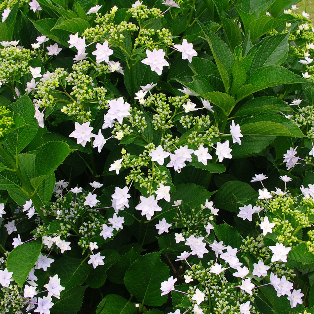 Hortensia - Hydrangea macrophylla Fireworks White