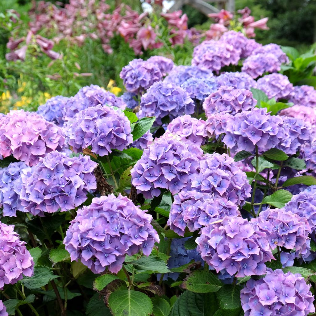 Hortensia - Hydrangea macrophylla Hambourg