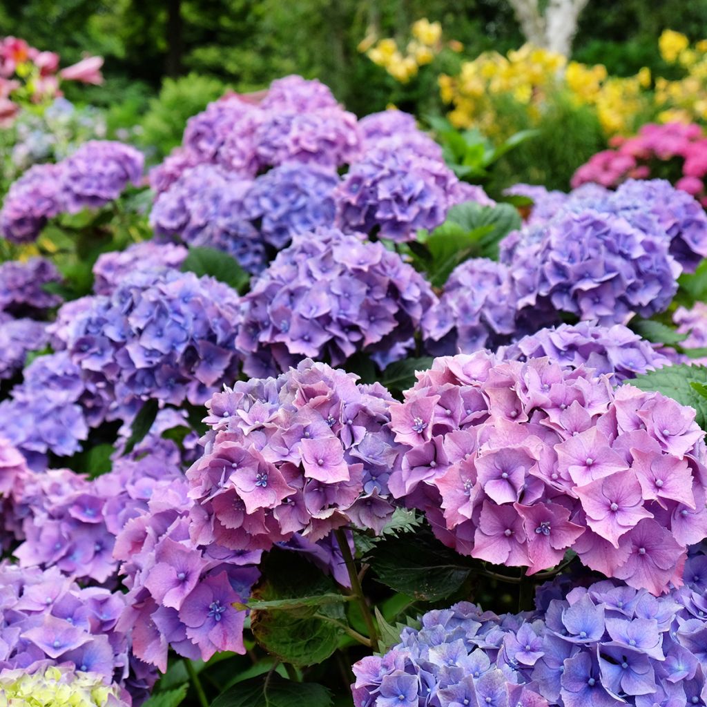 Hortensia - Hydrangea macrophylla Hambourg